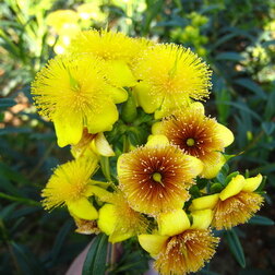 ����  ������� �������� ���������� �����, ������ �� 527 ���