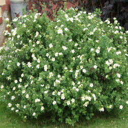 ����  �������� ������������� (����� �������), ������ �� 425 ���