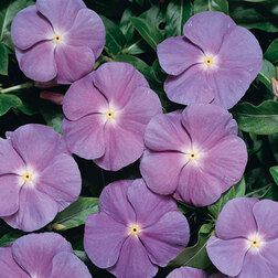 ����  ���������� ������� ��� ��� �� (1��-100��) ���������������� ������, ������ �� 272 ���