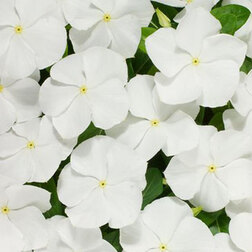 ����  ���������� ������� ���� (1��-100��) ���������������� ������, ������ �� 272 ���