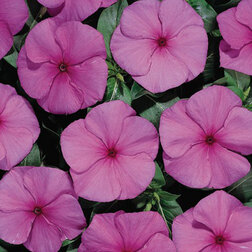 ����  ���������� ������� ����� (1��-100��) ���������������� ������, ������ �� 272 ���