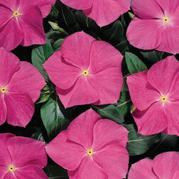 ����  ���������� ������� ��� ���� (1��-100��) ���������������� ������, ������ �� 272 ���