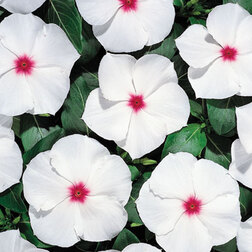 ����  ���������� ������� ���������� (1��-100��) ���������������� ������, ������ �� 272 ���