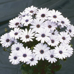 ����  ������������ ���� ���� (1��-100��) ���������������� ������, ������ �� 3520 ���