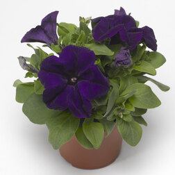 ����  ������� ����������� ����� ��� (1��-100�����) ���������������� ������, ������ �� 400 ���