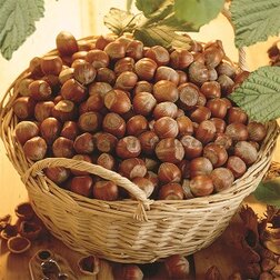 ����  ������� ��������� ������� (������ ������������), ������ �� 519 ���