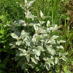 ����  ��� ����������� ������������, ������ �� 425 ���