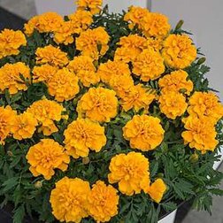 ����  �������� ����������� ���� ���� (1��-1000��) ���������������� ������, ������ �� 1920 ���