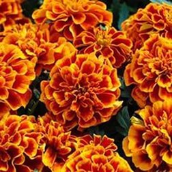 ����  �������� ����������� ���� ����� (1��-1000��) ���������������� ������, ������ �� 1920 ���