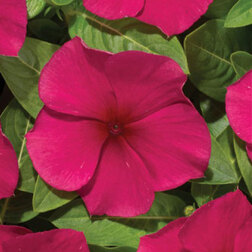 ����  ���������� ������� �������� (1��-1000��)���������������� ������, ������ �� 2240 ���