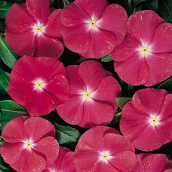 ����  ���������� ������� ����� (1��-1000��) ���������������� ������, ������ �� 2240 ���