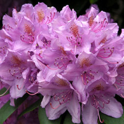 ����  ������� ������������ ������������� ������������, ������ �� 935 ���