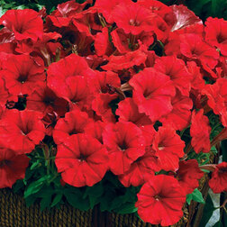 ����  ������� ���������� ��������� ��� (������ �����), ������ �� 76 ���