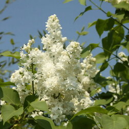 ����  ������� ������ ��������� ������� (������������), ������ �� 595 ���