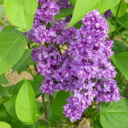 ����  ������ ������������ ����� �����, ������ �� 595 ���