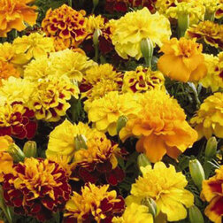 ����  �������� ����������� ���� ����� ���� (1��-1000��) ���������������� ������, ������ �� 1920 ���