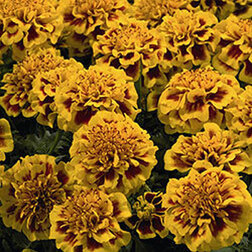 ����  �������� ����������� ���� ����� ���� (1��-1000��) ���������������� ������, ������ �� 1920 ���