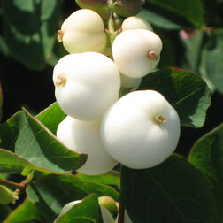 ����  ������� �������������� ���� ����� (���������), ������ �� 306 ���