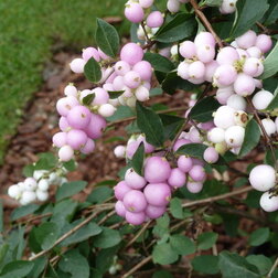 ����  ������� �������������� ���� �� ���� (���������), ������ �� 382 ���