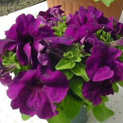 ����  ������� ����������� ����� ��� �� ��� ����� (1��-1000�����) ���������������� ������, ������ �� 3200 ���