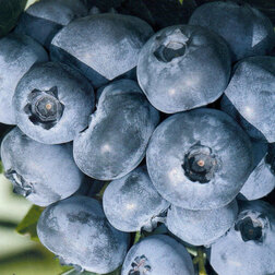 ����  �������� ������������ �������, ������ �� 539 ���