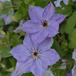 ����  �������� ��������������� ��������, ������ �� 1699 ���