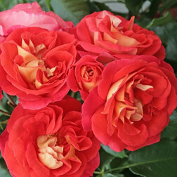 ����  ���� ���������� ������ �����, ������ �� 499 ���