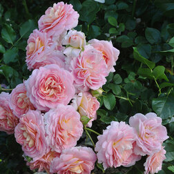 ����  ���� �������� �������� 94, ������ �� 549 ���