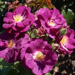 ����  ���� �������� ������� �� ���, ������ �� 549 ���