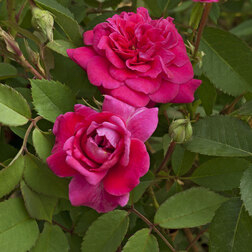 ����  ���� �������� ������� ������ ������, ������ �� 990 ���