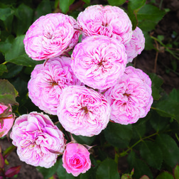 ����  ���� ���������� ����� ������ ������, ������ �� 990 ���