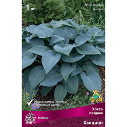 ����  ����� ������� �������, ������ �� 263 ���