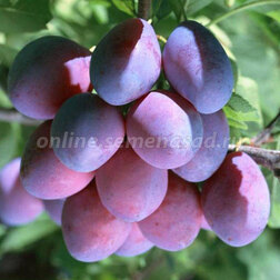 ����  ����� �����������, ������ �� 439 ���