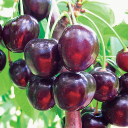 ����  ������� �������, ������ �� 519 ���