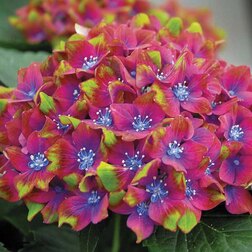 ����  ��������� �������������� ����� ���������, ������ �� 994 ���