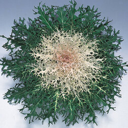 ����  ������� ������������ ����� ���� (1��-250��) ���������������� ������, ������ �� 1408 ���