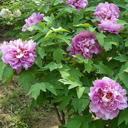 ����  ���� ����������� ������� �����, ������ �� 731 ���