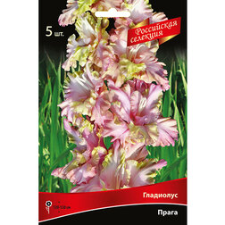 ����  ��������� ����� (5 ��.), ������ �� 637 ���