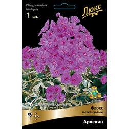 ����  ����� ����������� �������, ������ �� 527 ���