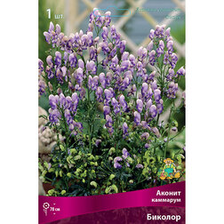 ����  ������ �������� �������, ������ �� 489 ���