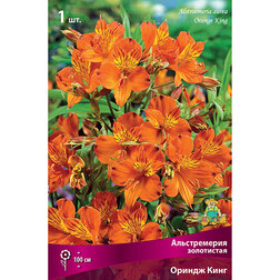 ����  ������������ ���������� ������ ����, ������ �� 331 ���