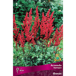 ����  �������� ������� (�����), ������ �� 272 ���