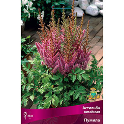 ����  �������� ��������� (������), ������ �� 300 ���