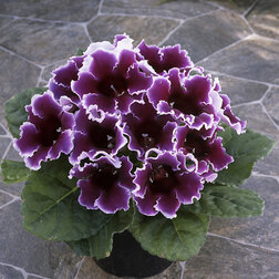 ����  ��������� ������� ��� ������ (��-100 �����) ���������������� ������, ������ �� 880 ���