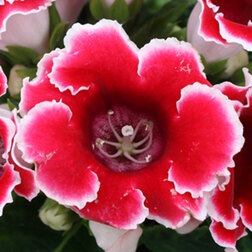 ����  ��������� ������� ��� ������ (1��-100 �����) ���������������� ������, ������ �� 880 ���