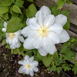 ����  �������� ��������������� ����� �� ������ (1-�����), ������ �� 599 ���