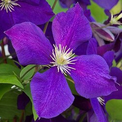 ����  �������� ��������������� �������, ������ �� 1339 ���