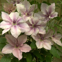 ����  �������� ��������������� ���� �������, ������ �� 1339 ���