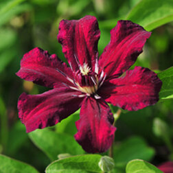 ����  �������� ��������������� ������, ������ �� 1339 ���