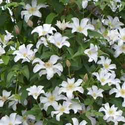 ����  �������� ��������������� �������, ������ �� 1339 ���